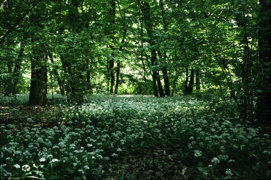 Racconigi